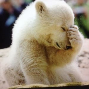 Meet your Posher, Albert